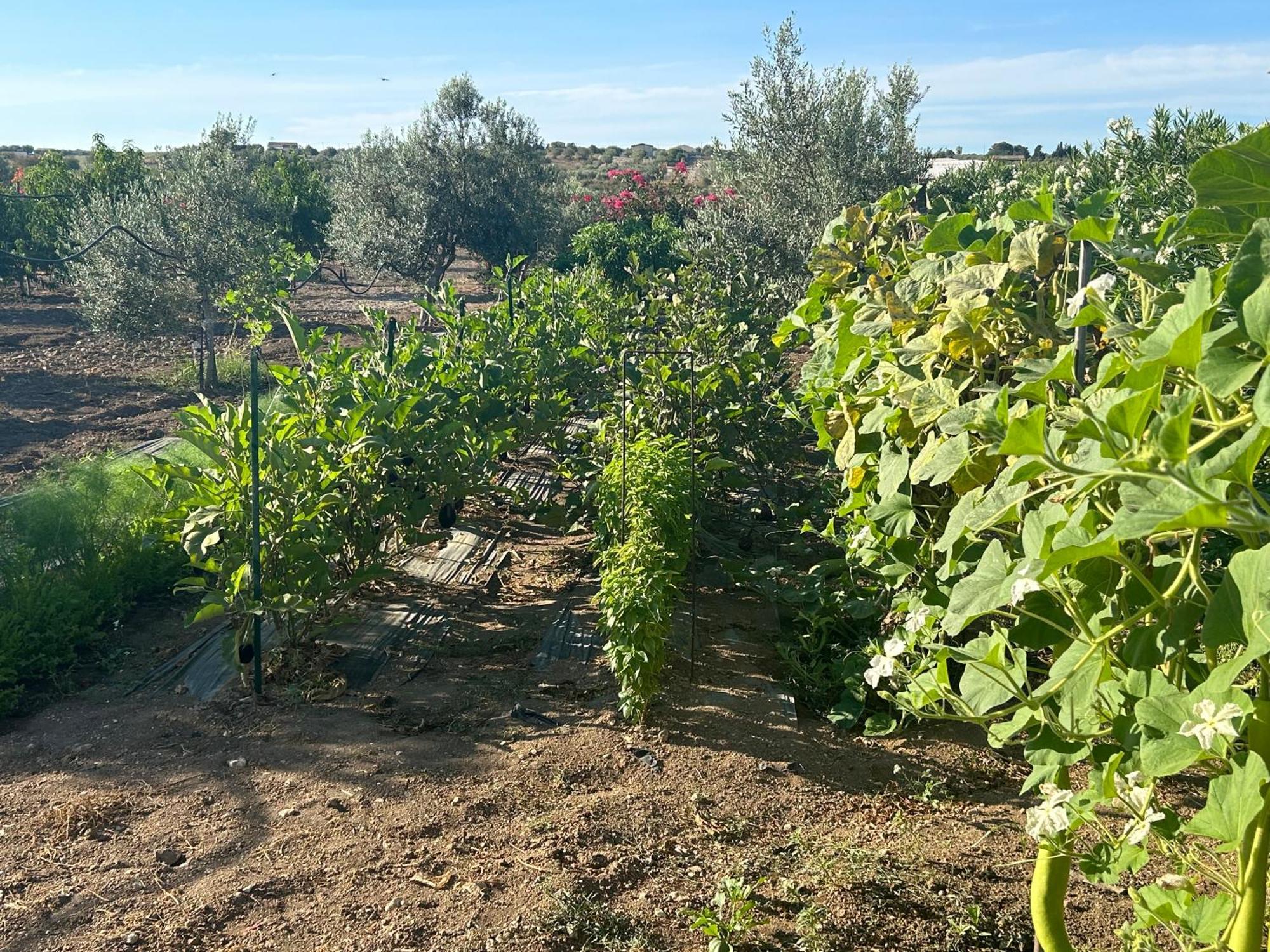Baglio Il Gelso E L'Ulivo Appartamento Il Fico โนโต ภายนอก รูปภาพ