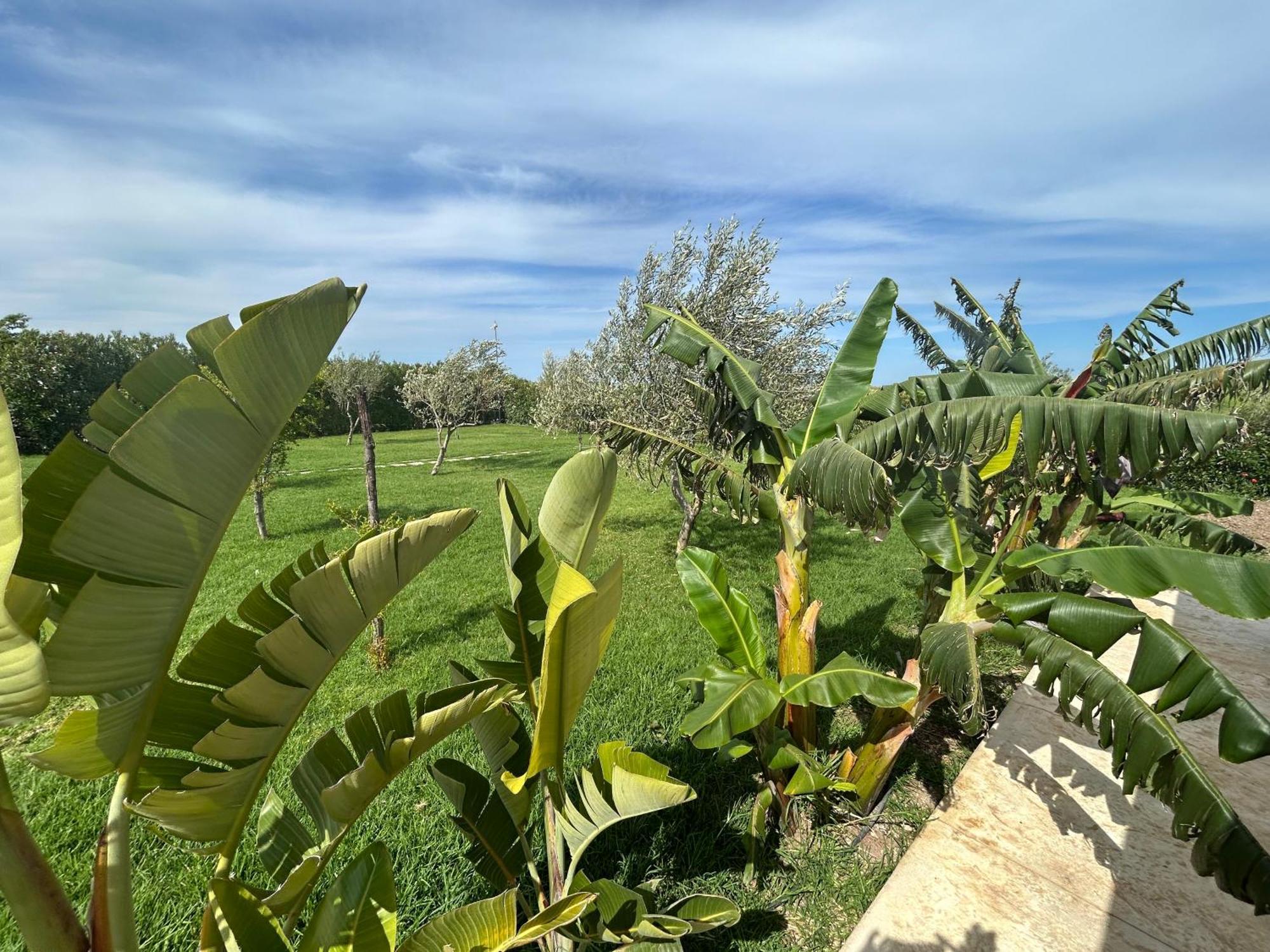 Baglio Il Gelso E L'Ulivo Appartamento Il Fico โนโต ภายนอก รูปภาพ