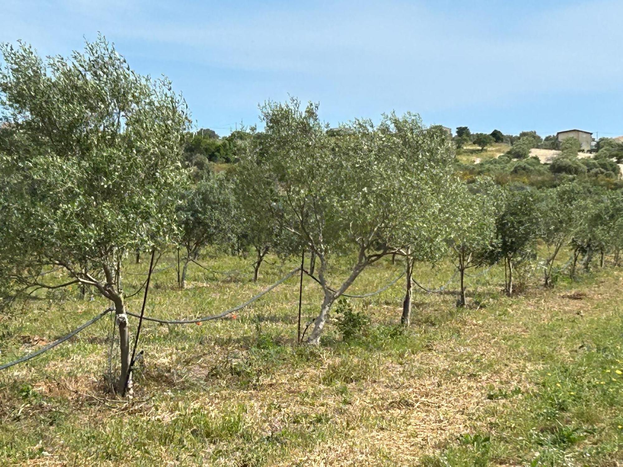 Baglio Il Gelso E L'Ulivo Appartamento Il Fico โนโต ภายนอก รูปภาพ